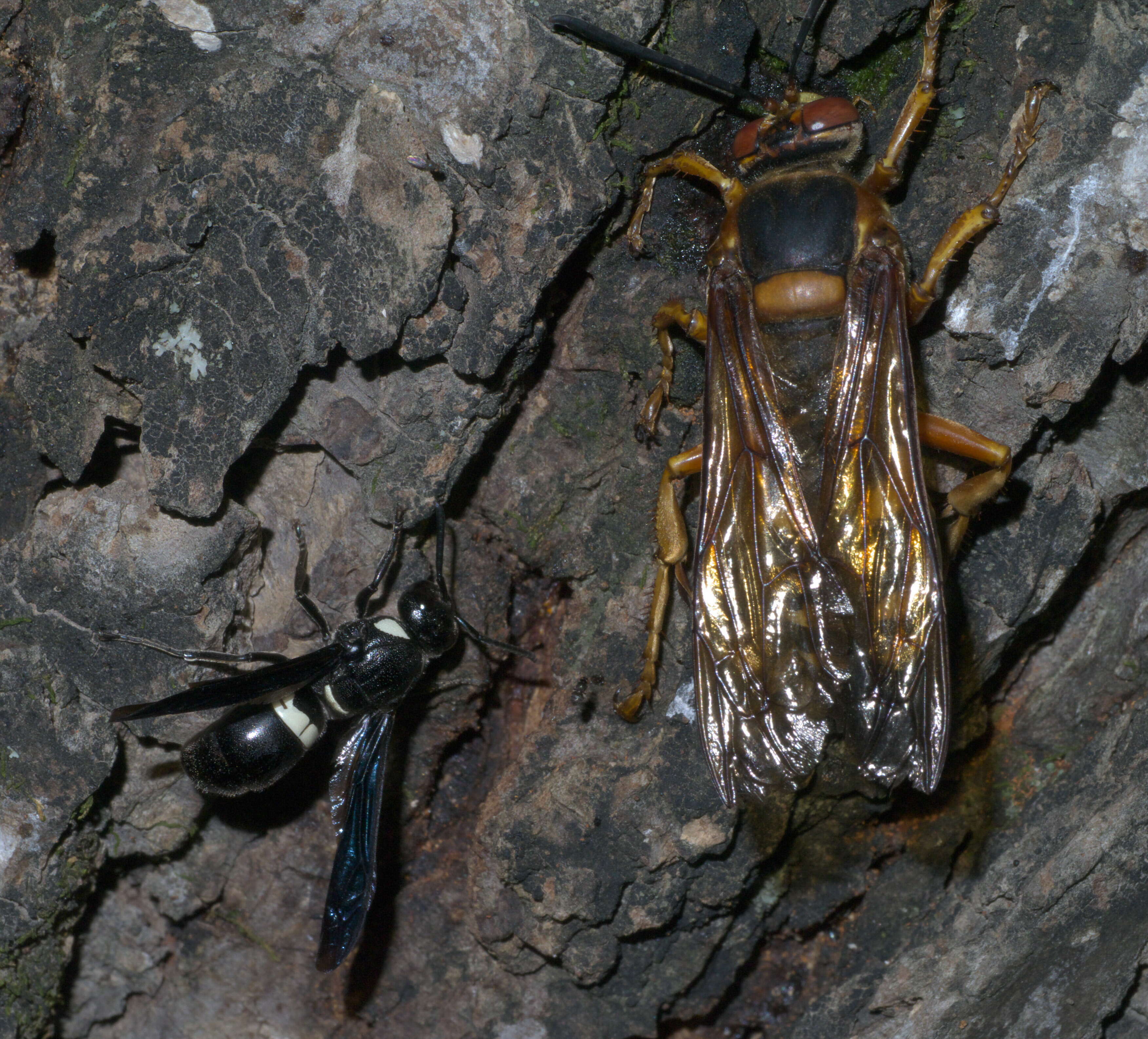 Image of Four-toothed Mason Wasp