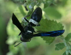 Image of Four-toothed Mason Wasp