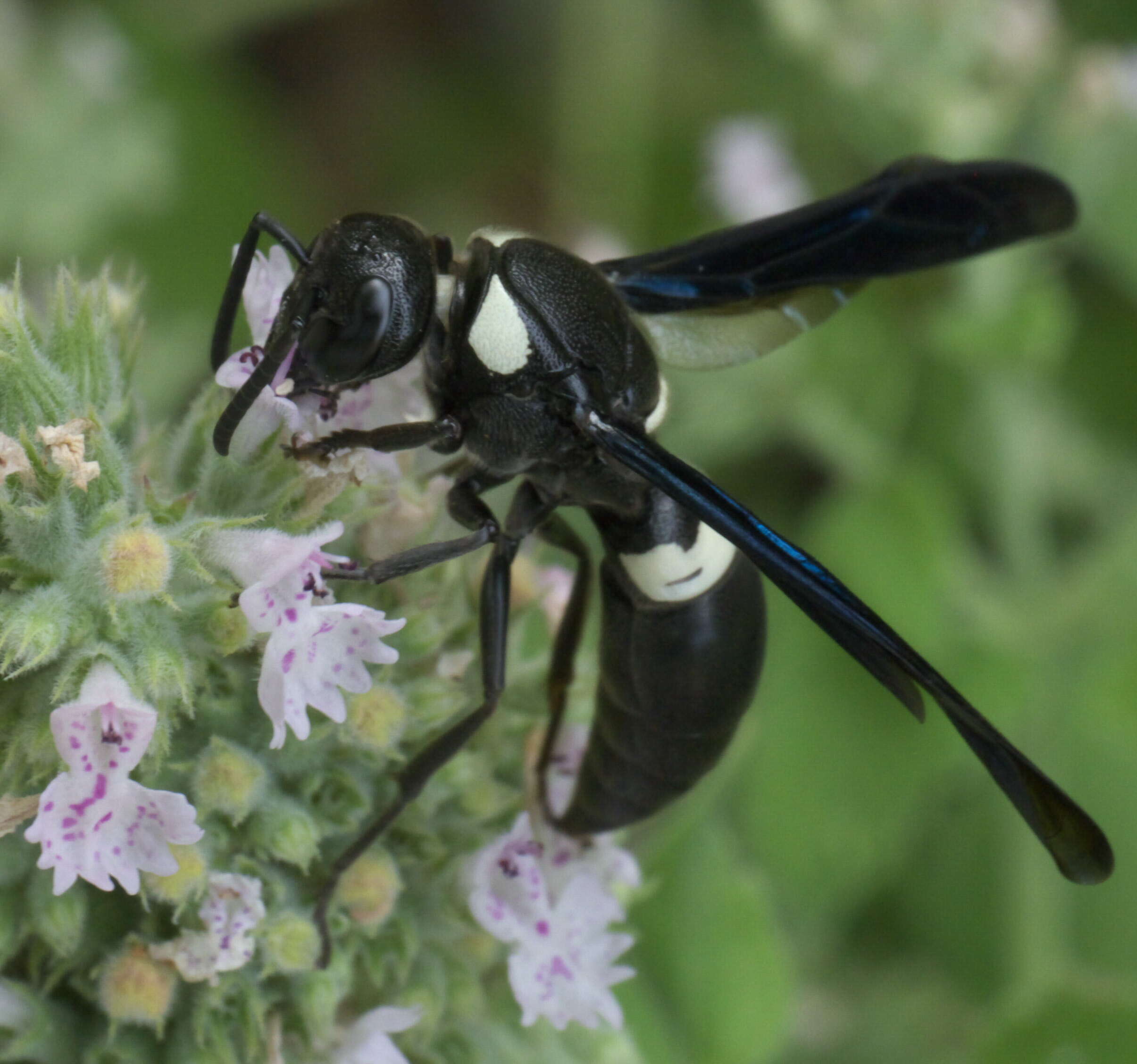 Image of Four-toothed Mason Wasp