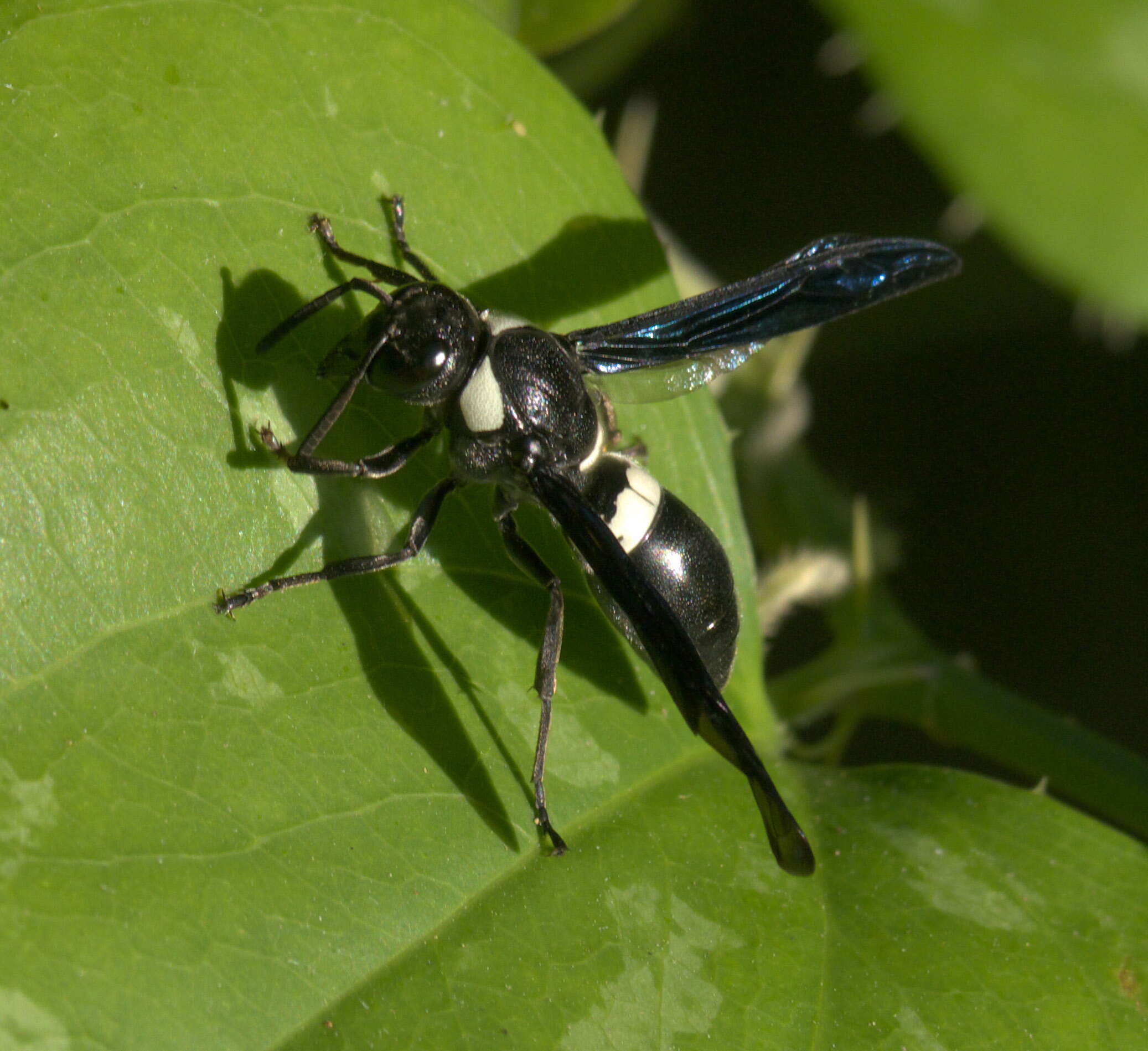 Image of Four-toothed Mason Wasp