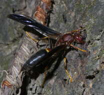 Image of Polistes annularis (Linnaeus 1763)