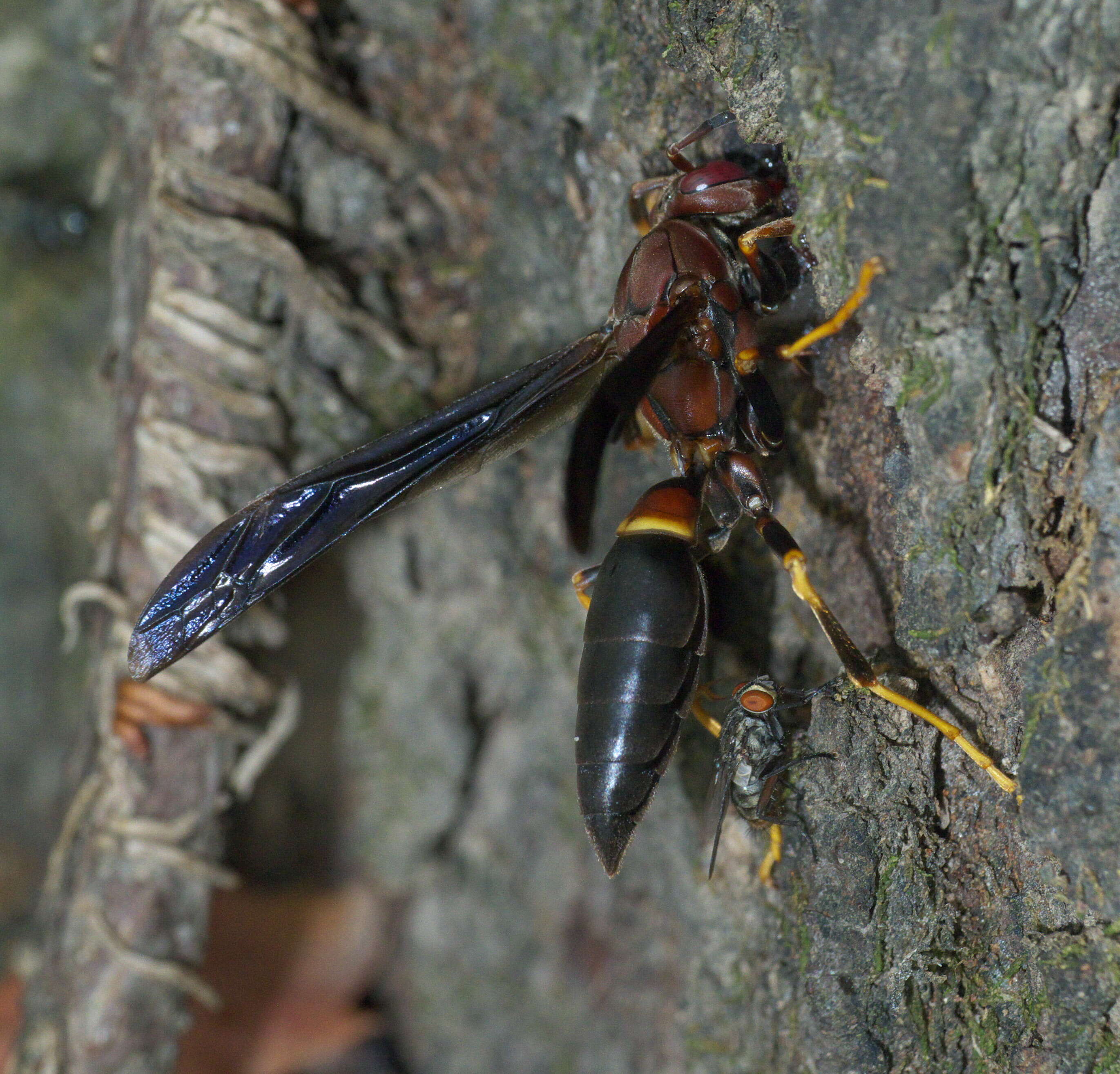 Image of Polistes annularis (Linnaeus 1763)