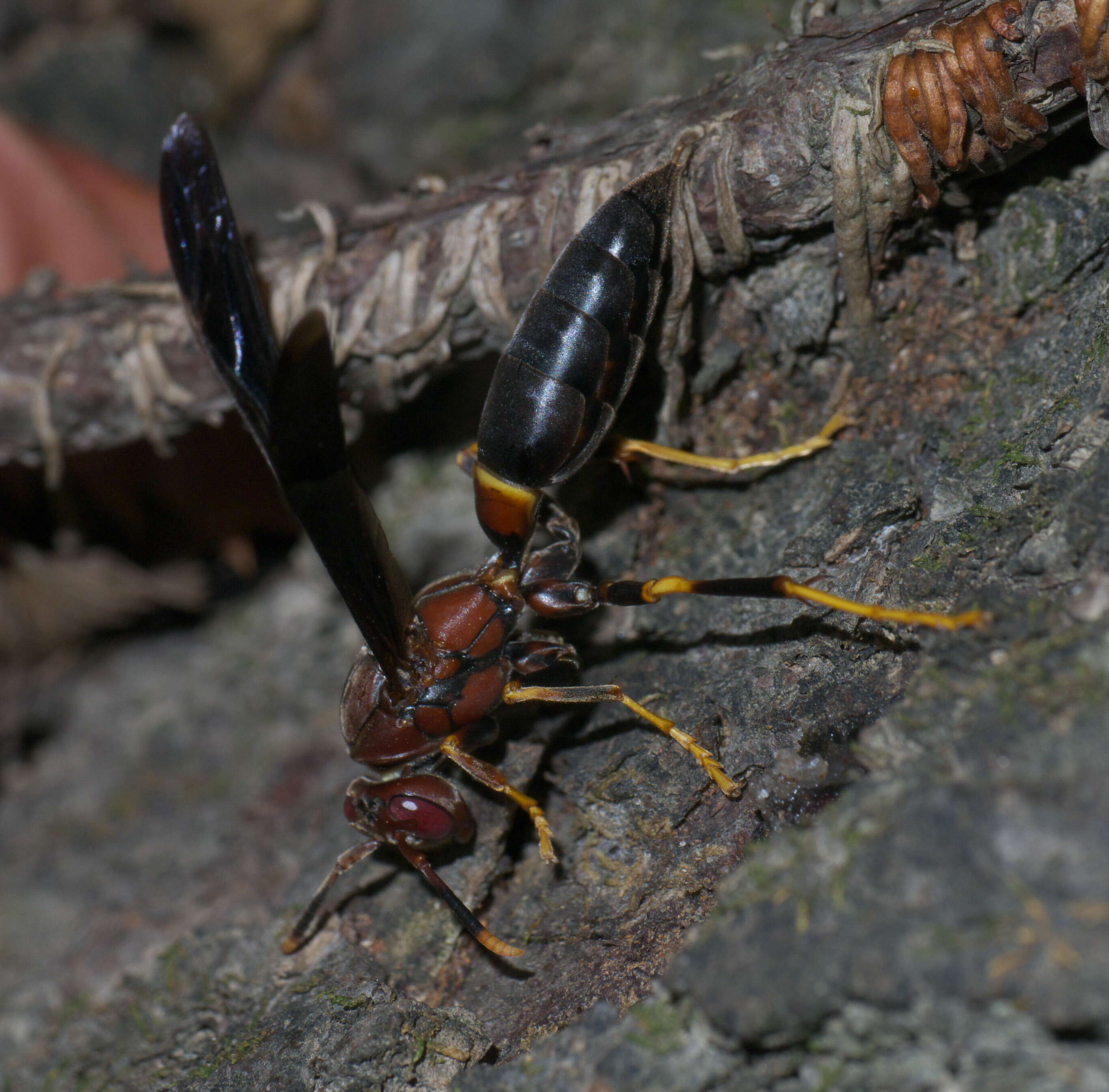 Image of Polistes annularis (Linnaeus 1763)