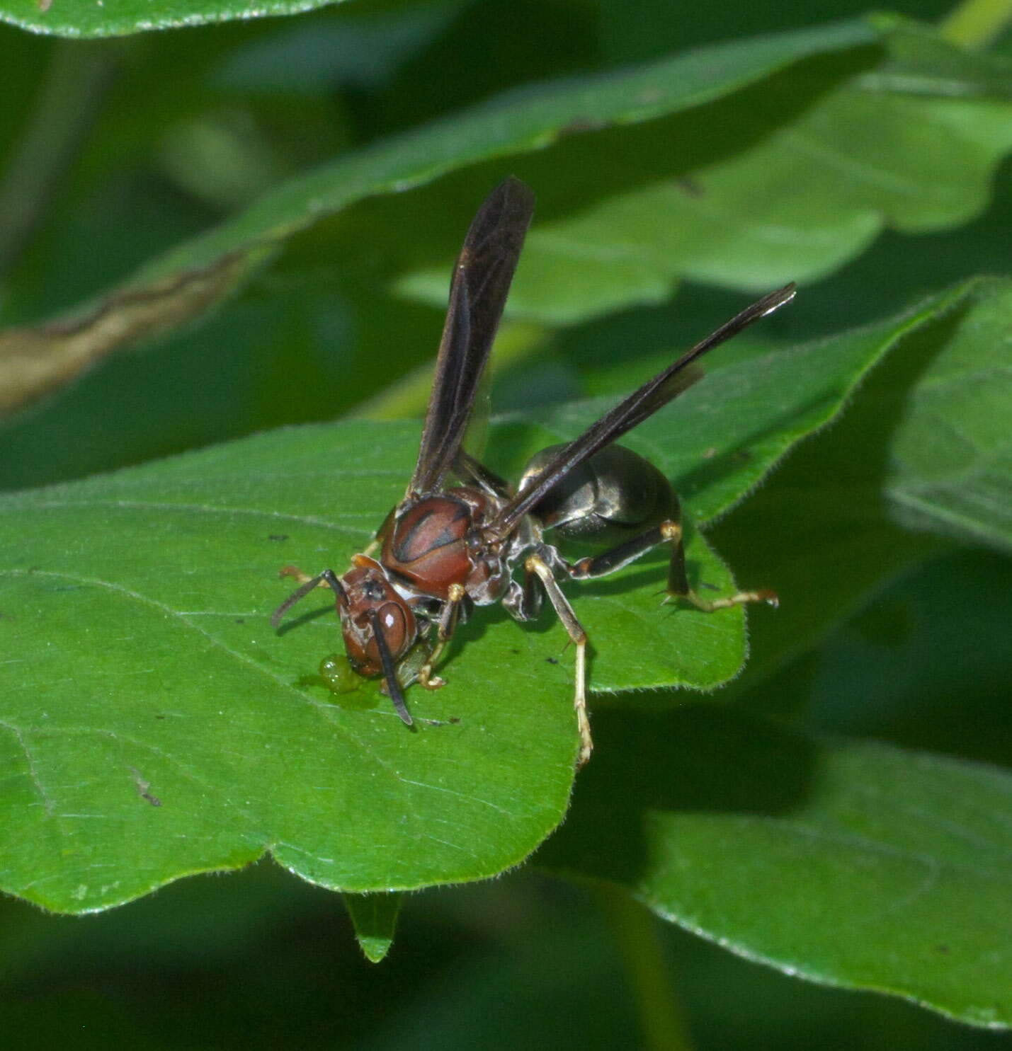 Image of Polistes metricus Say 1831