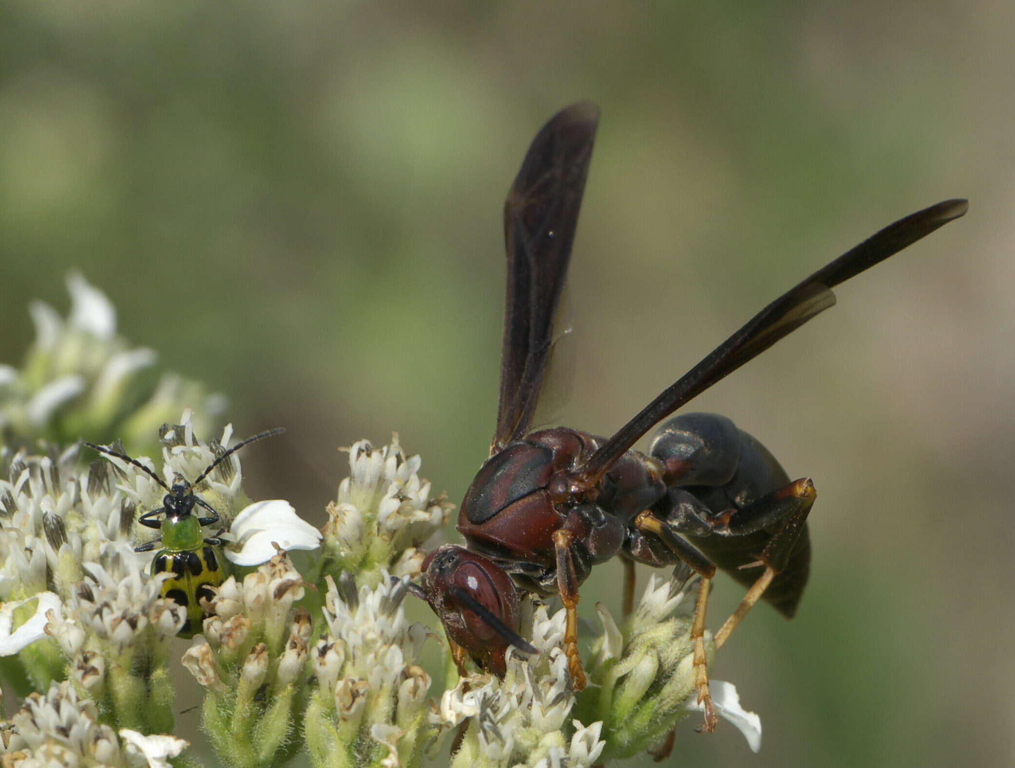 Image of Polistes metricus Say 1831