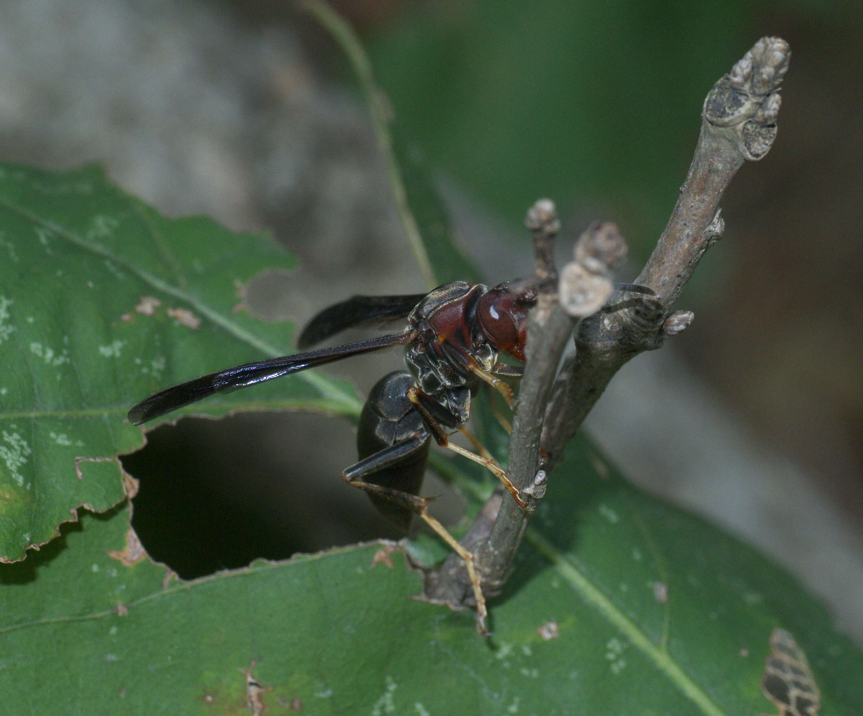 Image of Polistes metricus Say 1831