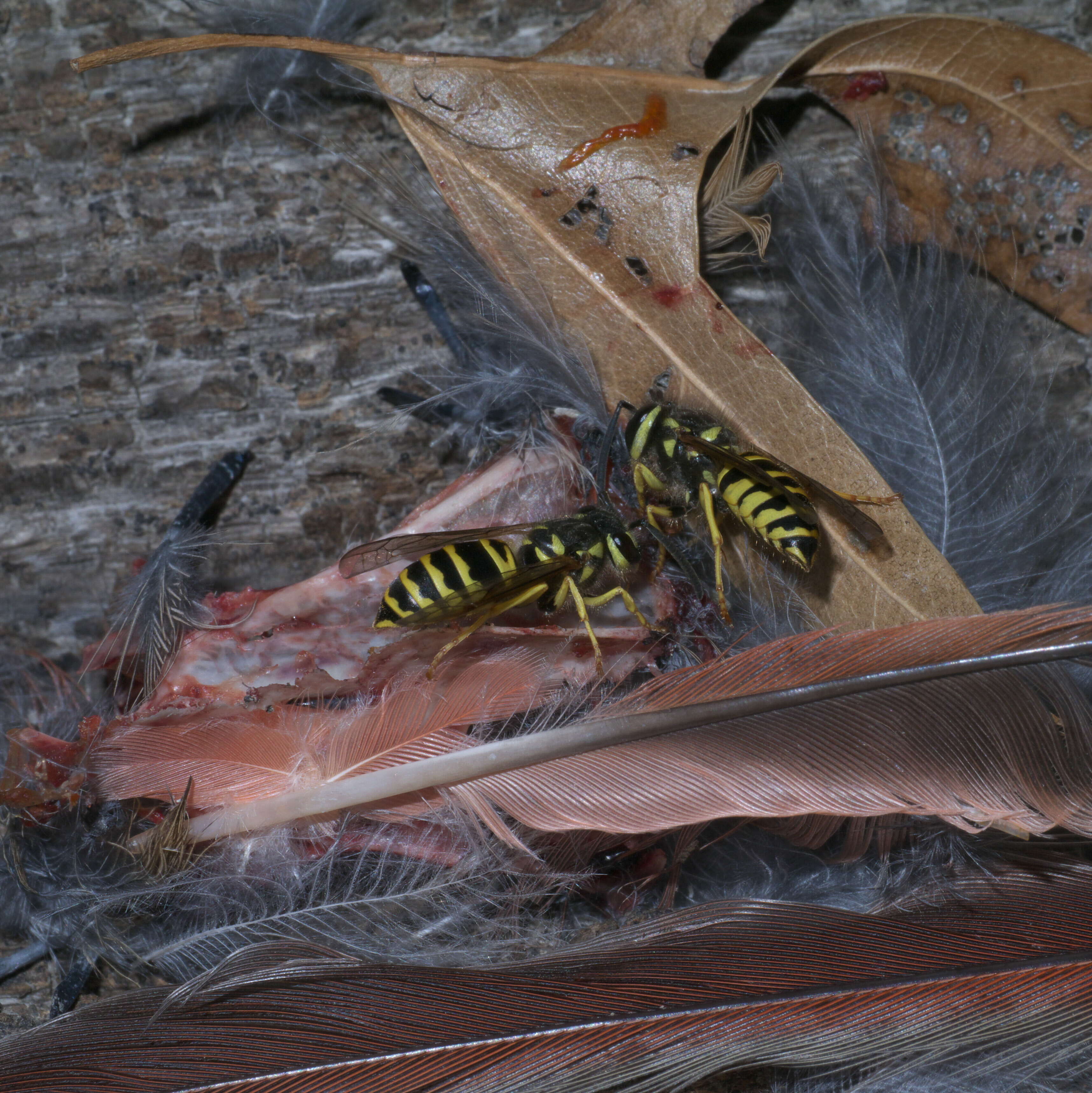 Image de Vespula maculifrons (Buysson 1905)