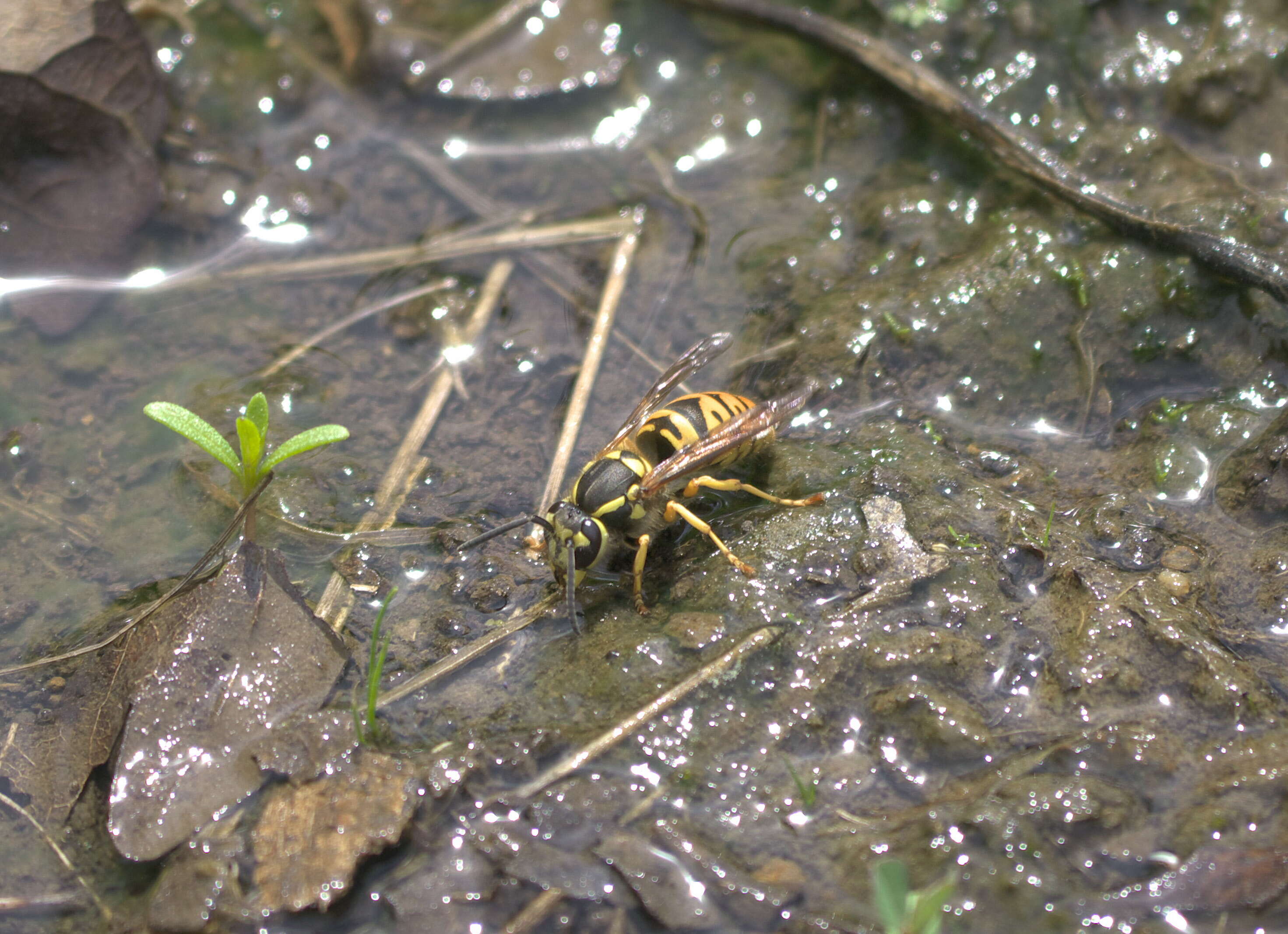 Image of Eastern Yellowjacket