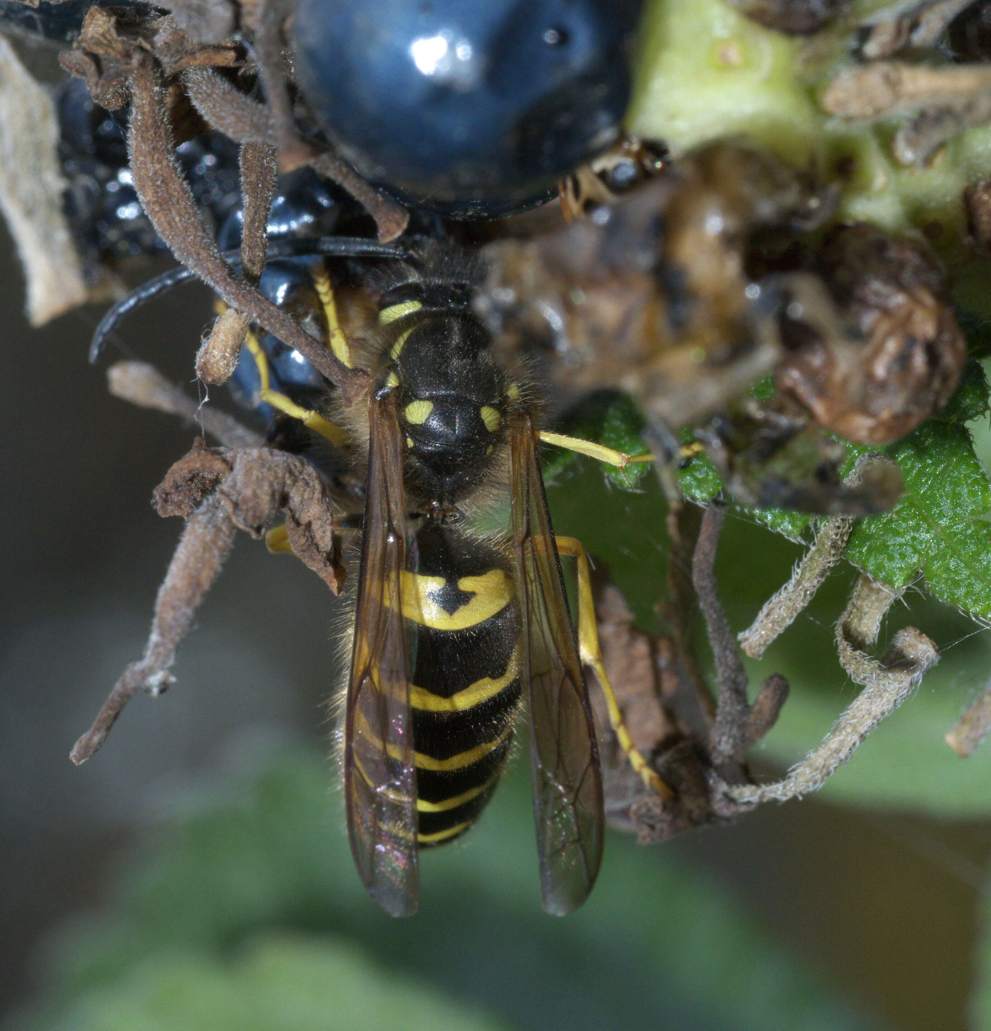 Image of Eastern Yellowjacket