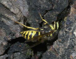 Image of Eastern Yellowjacket