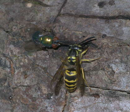 Image de Vespula maculifrons (Buysson 1905)