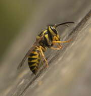 Vespula squamosa (Drury 1770) resmi