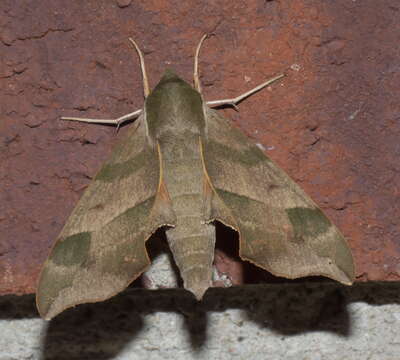 Image of Virginia Creeper Sphinx