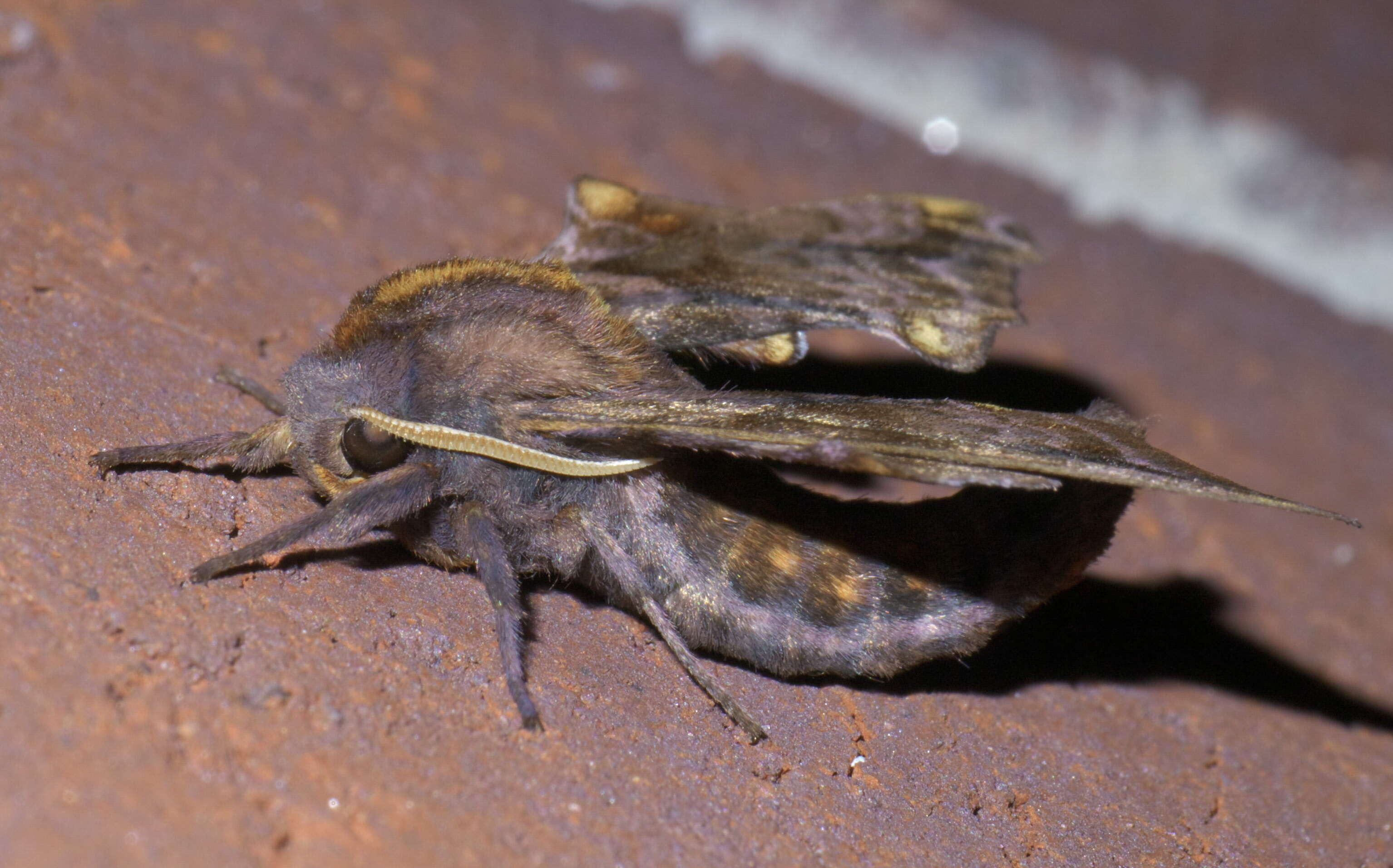 Image of Small-eyed Sphinx