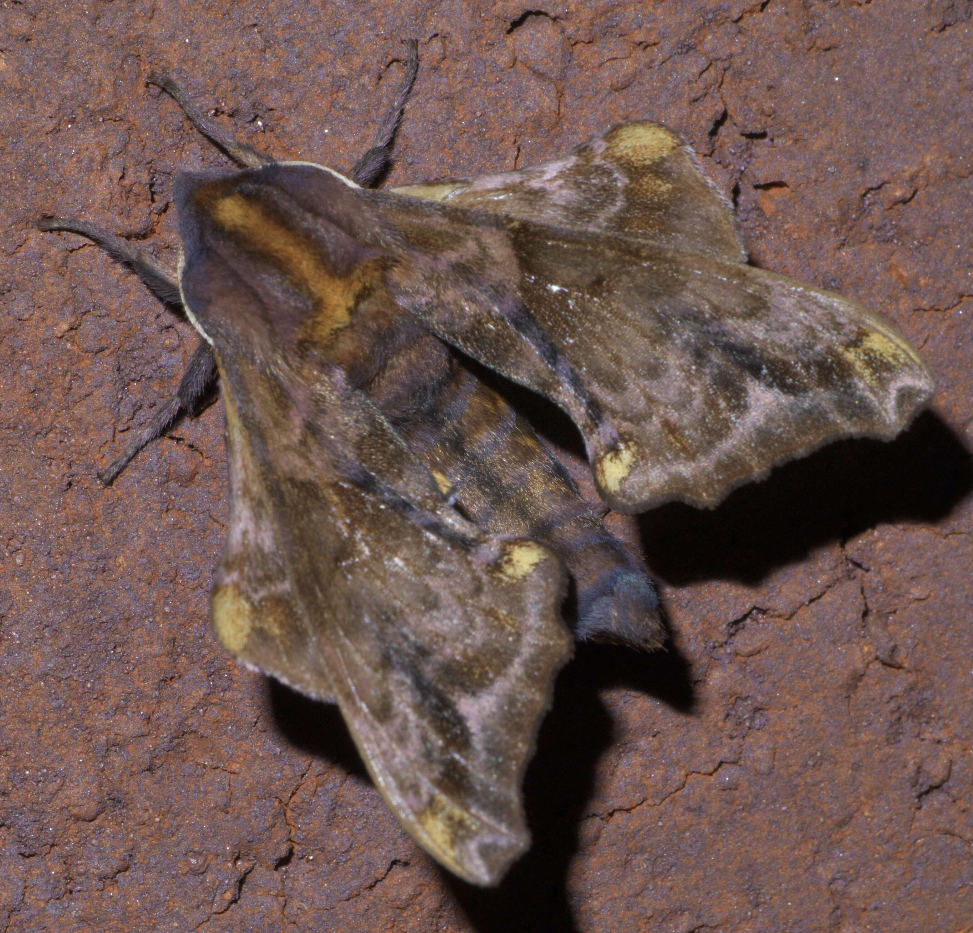 Image of Small-eyed Sphinx