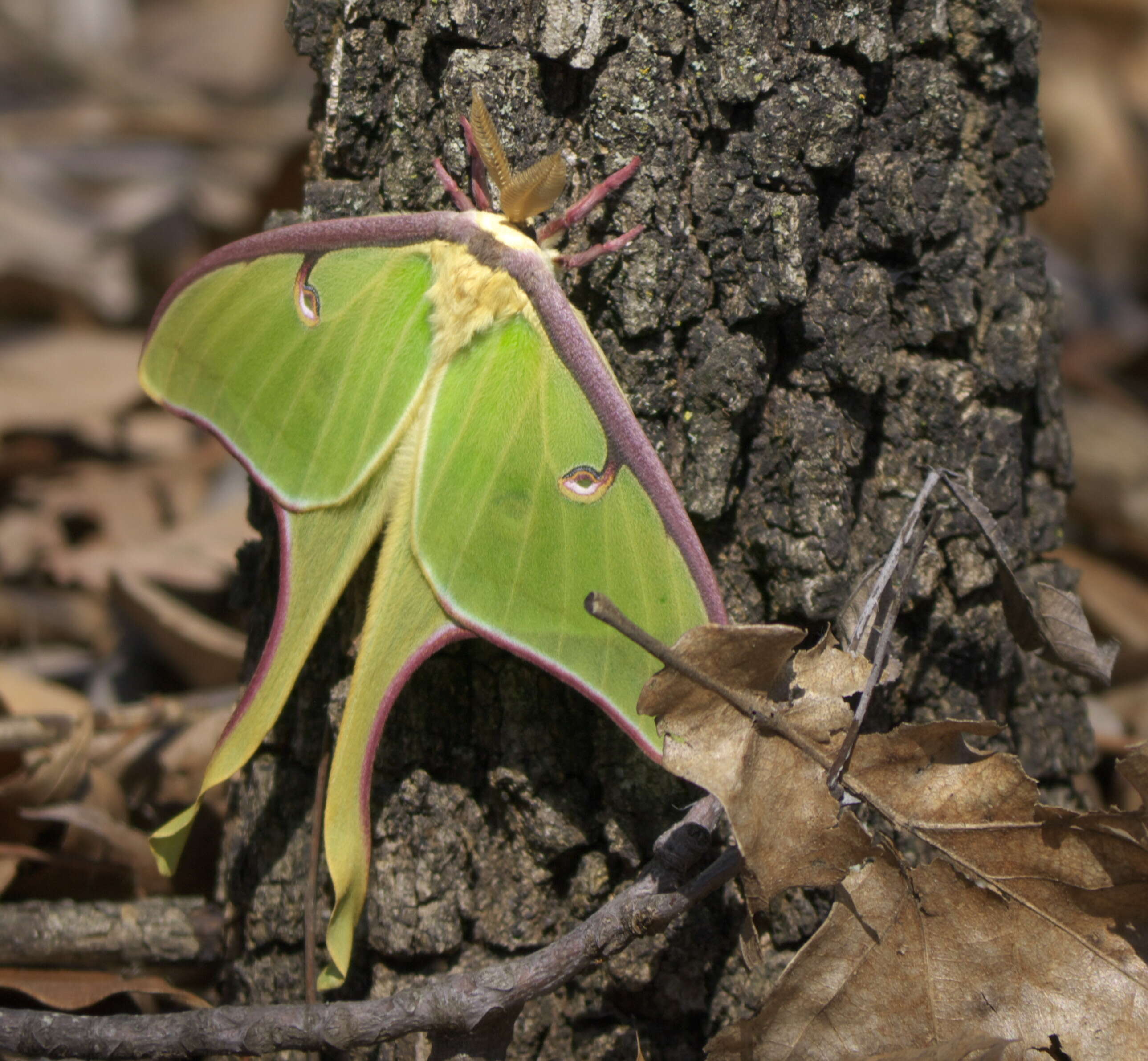 Image of Luna Moth