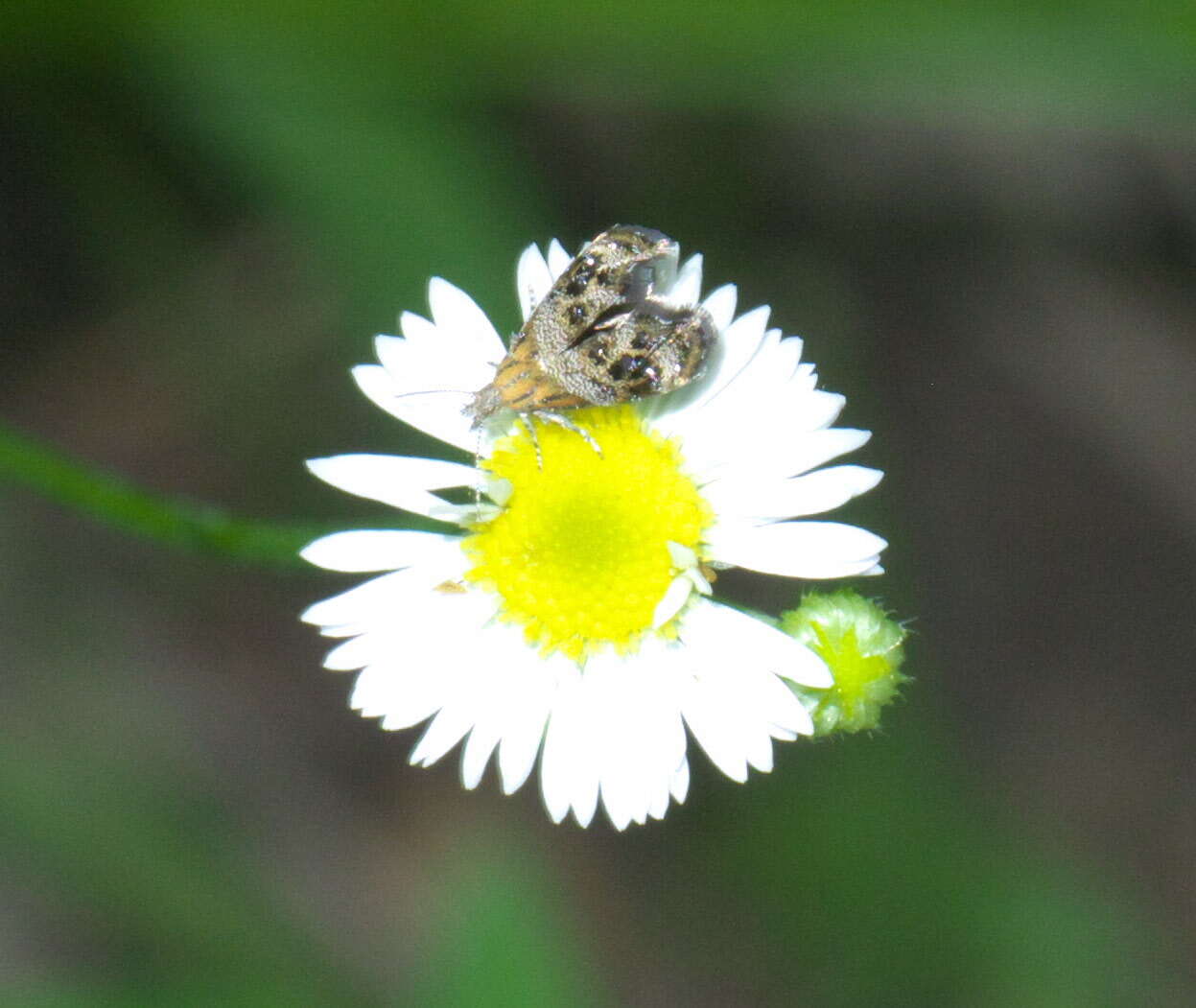 Image of Tebenna gnaphaliella