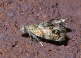 Image of Tebenna gnaphaliella