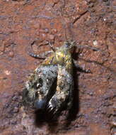 Image of Tebenna gnaphaliella