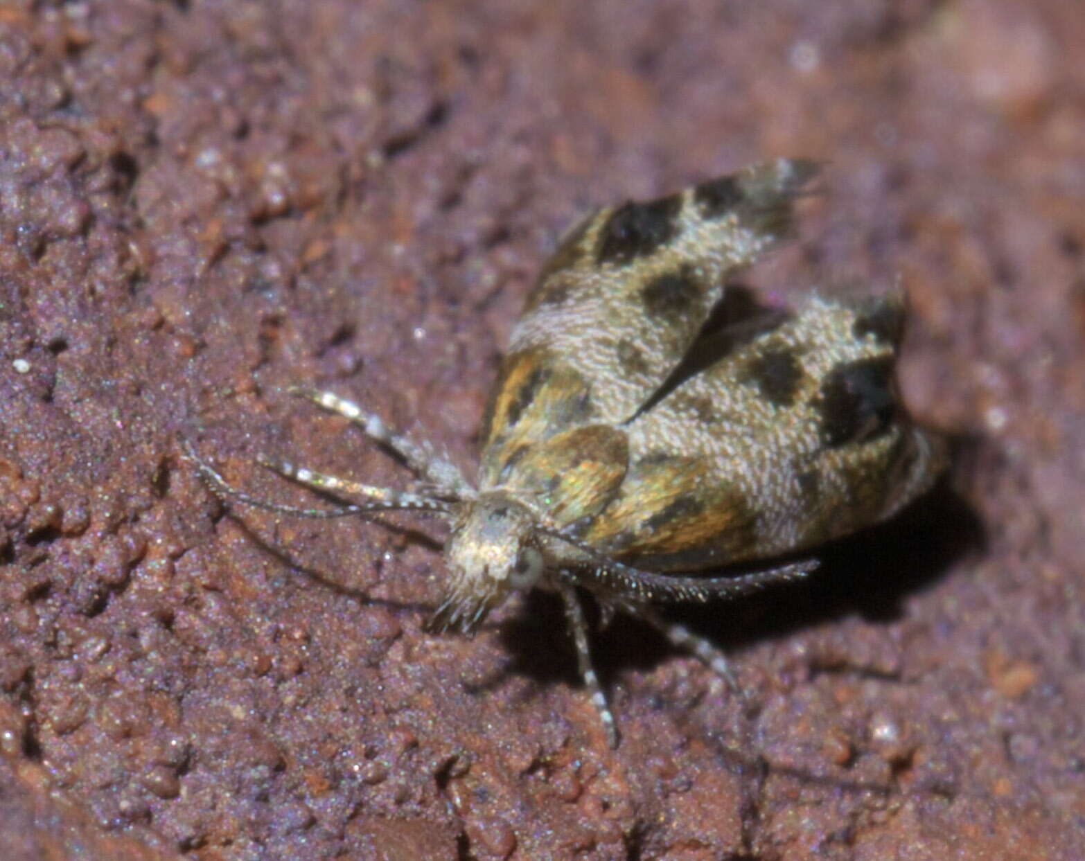 Image of Tebenna gnaphaliella