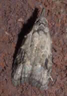 Image of Currant Fruitworm Moth