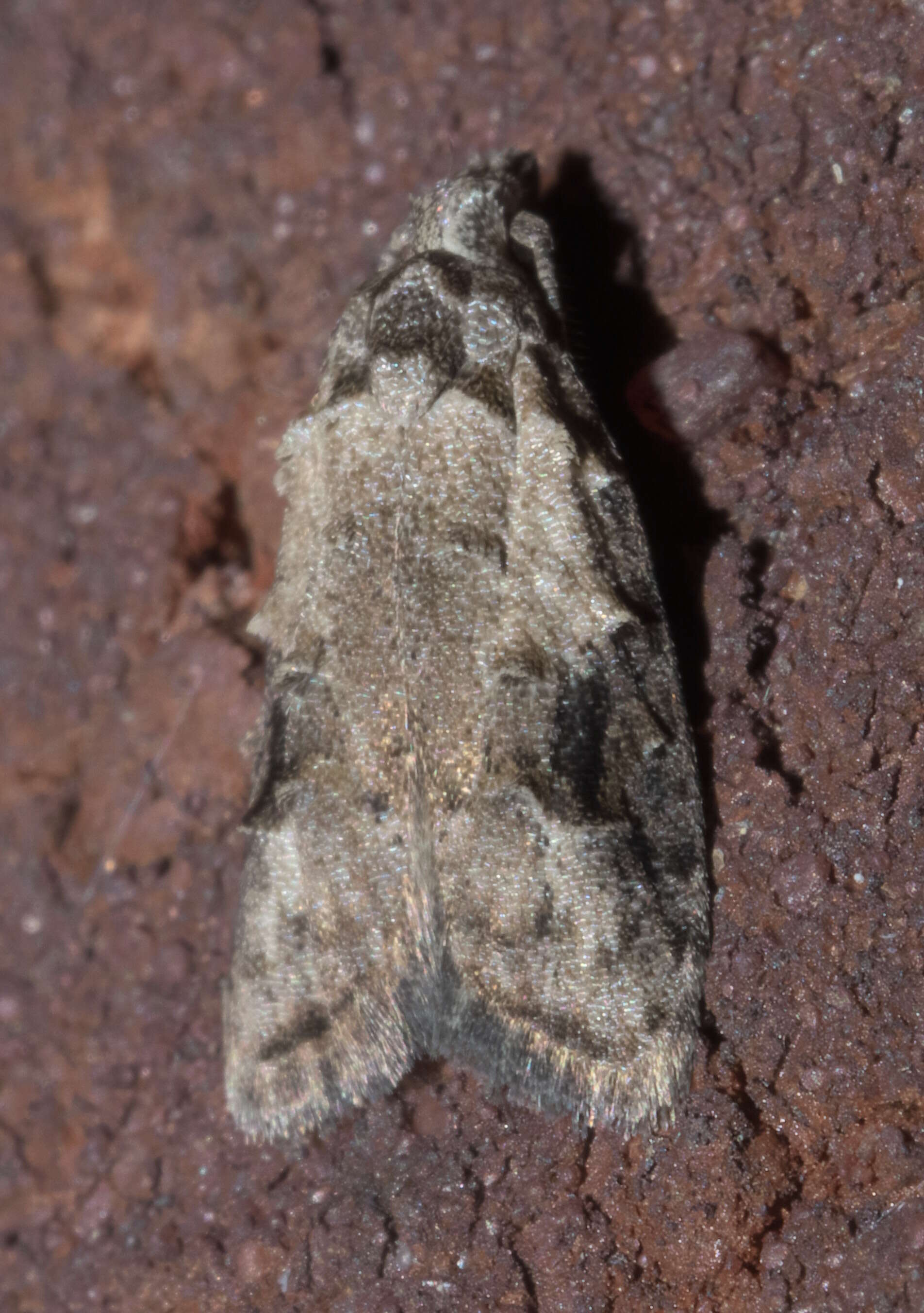 Image of Currant Fruitworm Moth