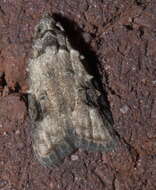 Image of Currant Fruitworm Moth