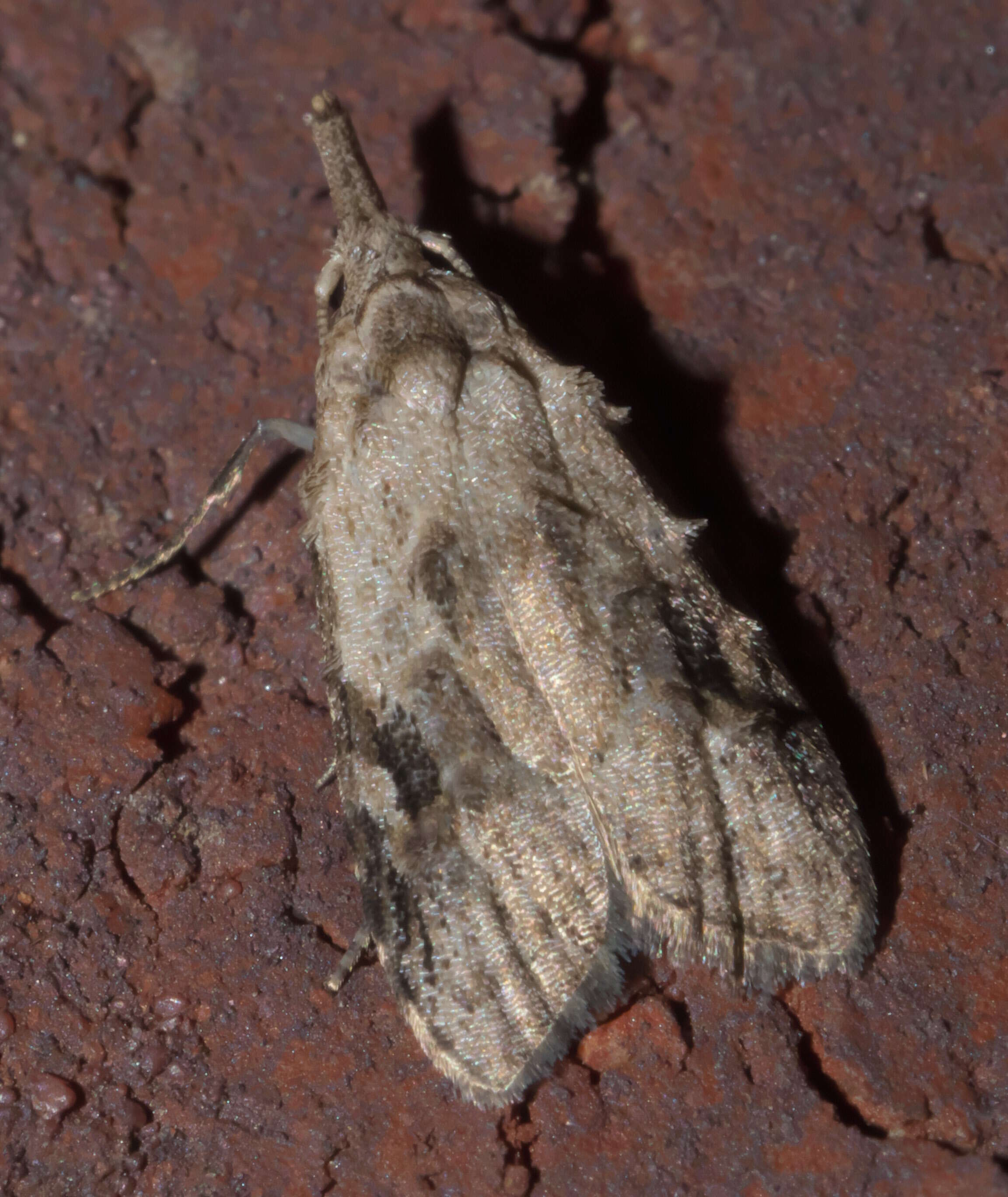 Image of Currant Fruitworm Moth