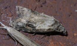 Image of Currant Fruitworm Moth