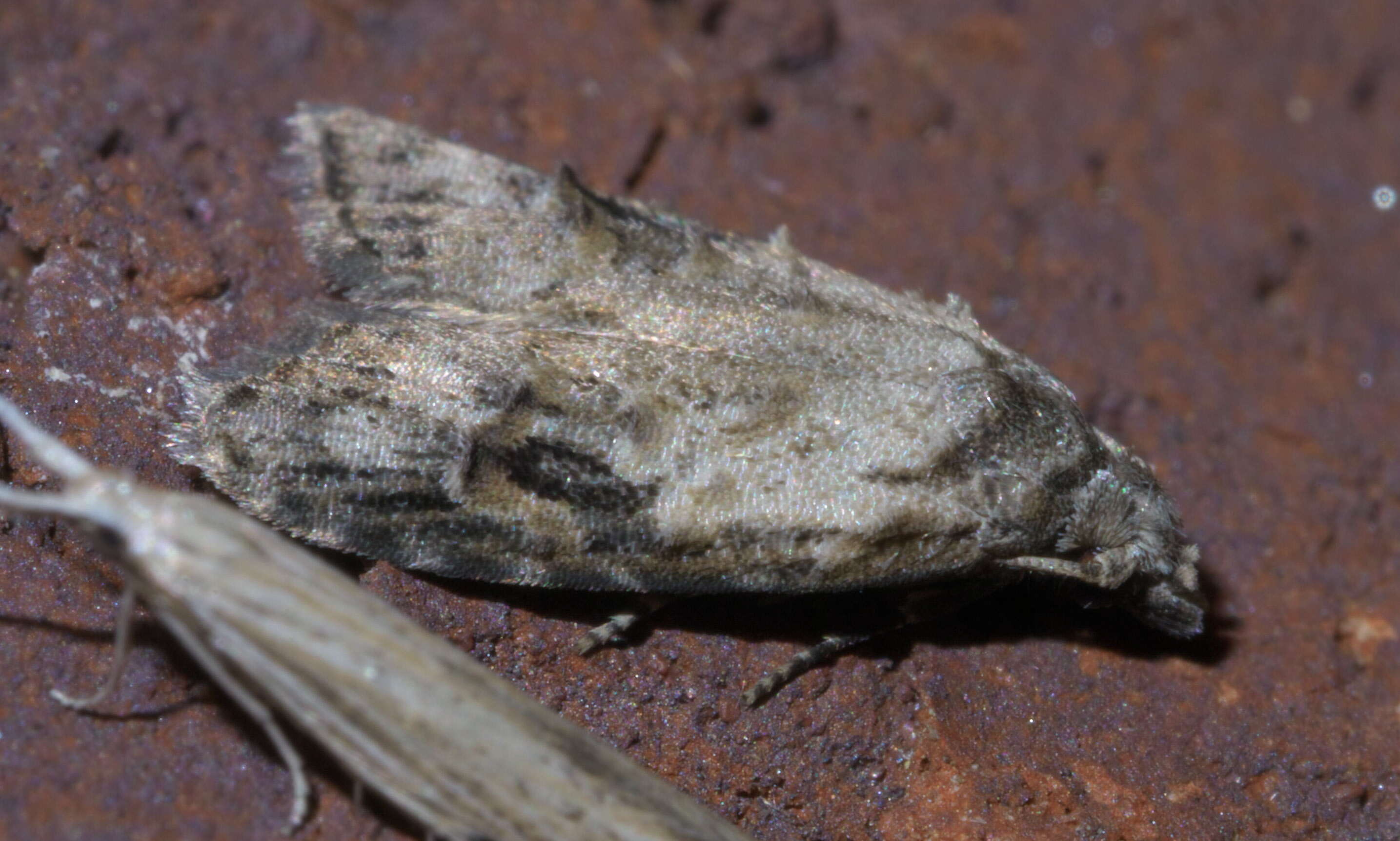 Image of Currant Fruitworm Moth