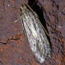 Image of Spinitibia hodgesi