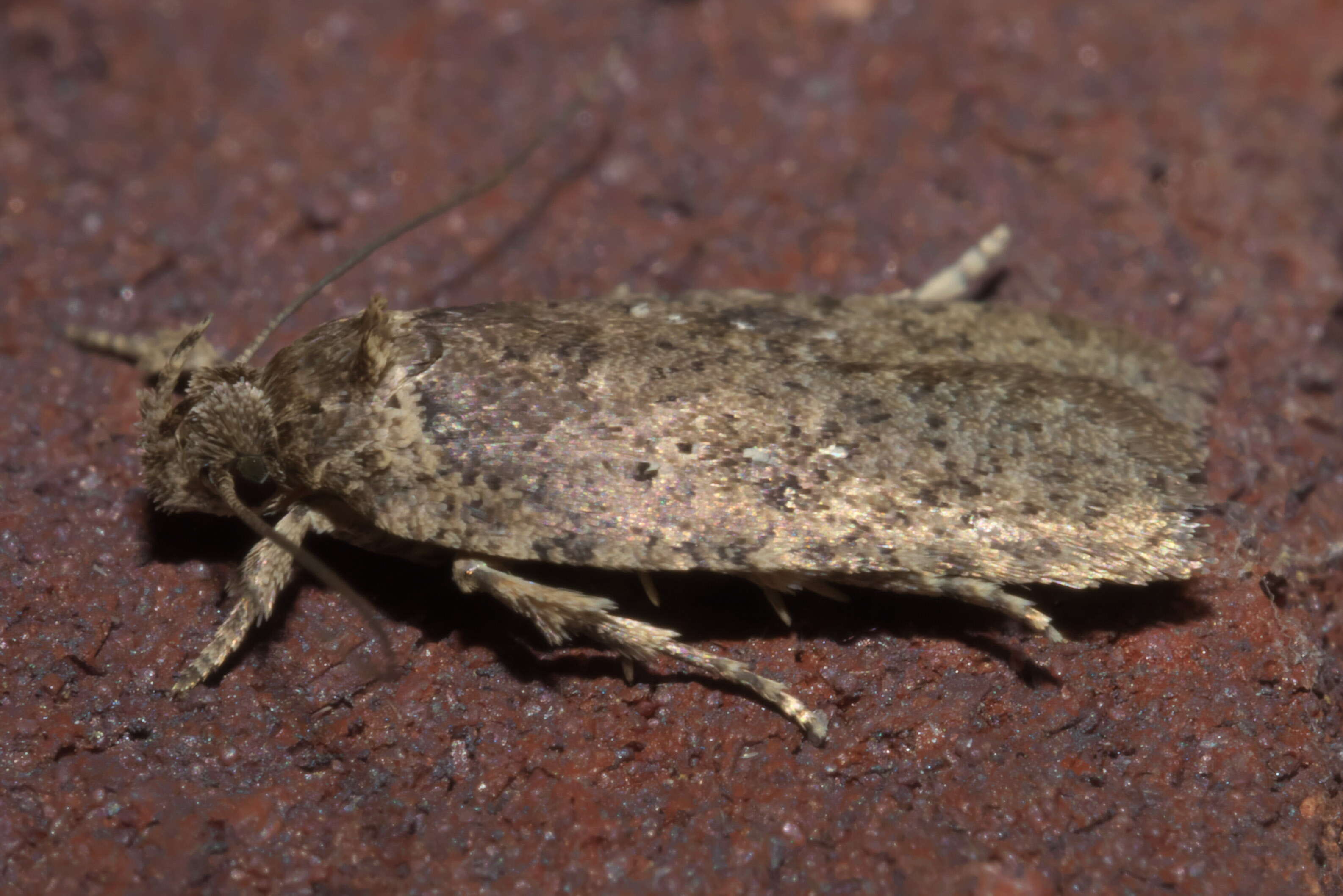 Image of Agonopterix clemensella Chambers 1876