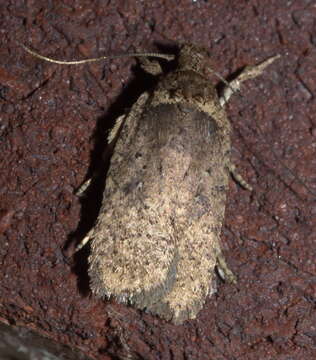 Image of Agonopterix clemensella Chambers 1876