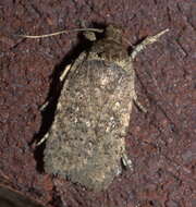 Image of Agonopterix clemensella Chambers 1876