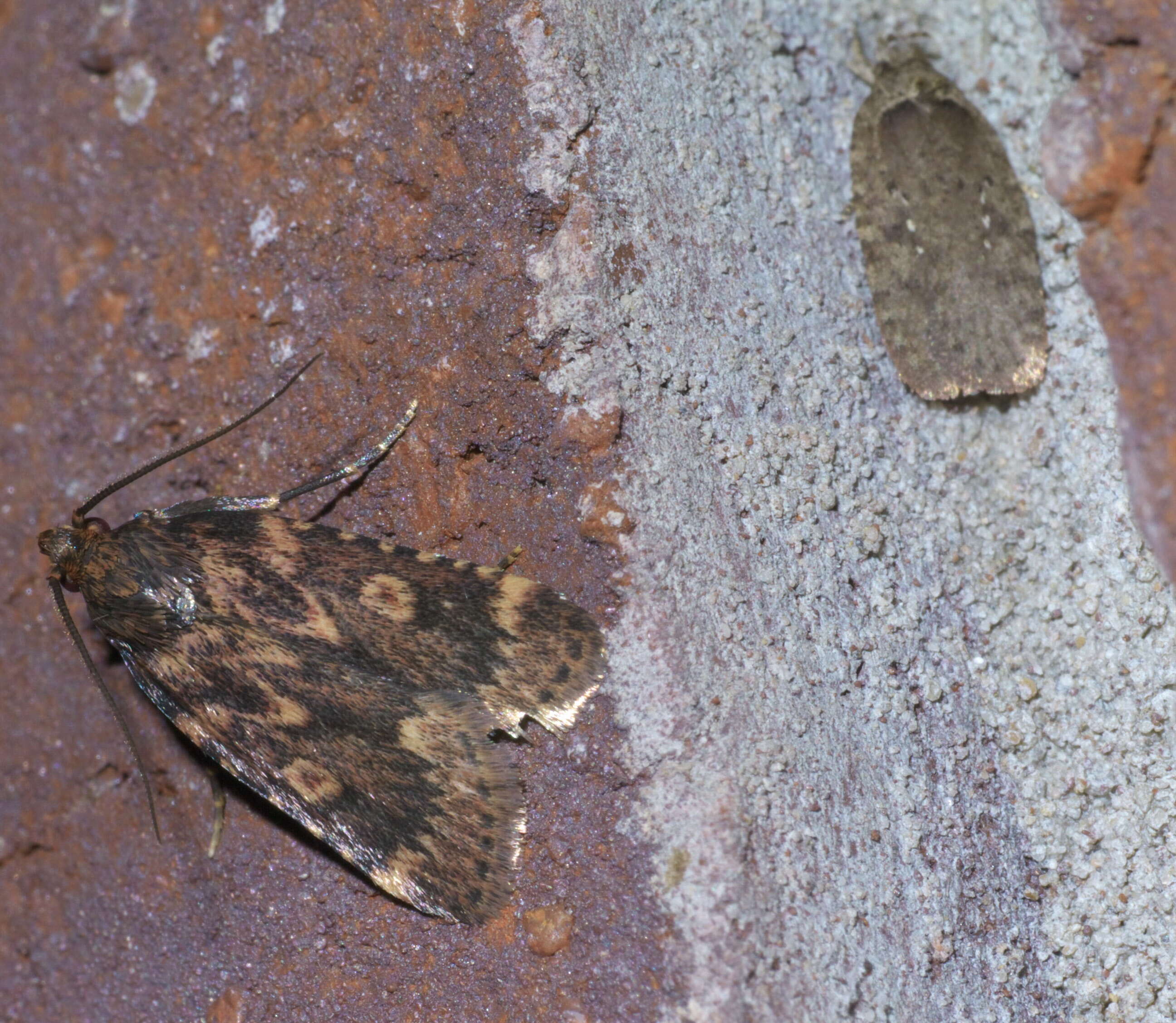 Image of Agonopterix clemensella Chambers 1876