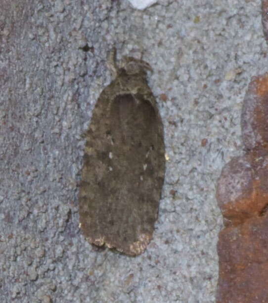 Image of Agonopterix clemensella Chambers 1876