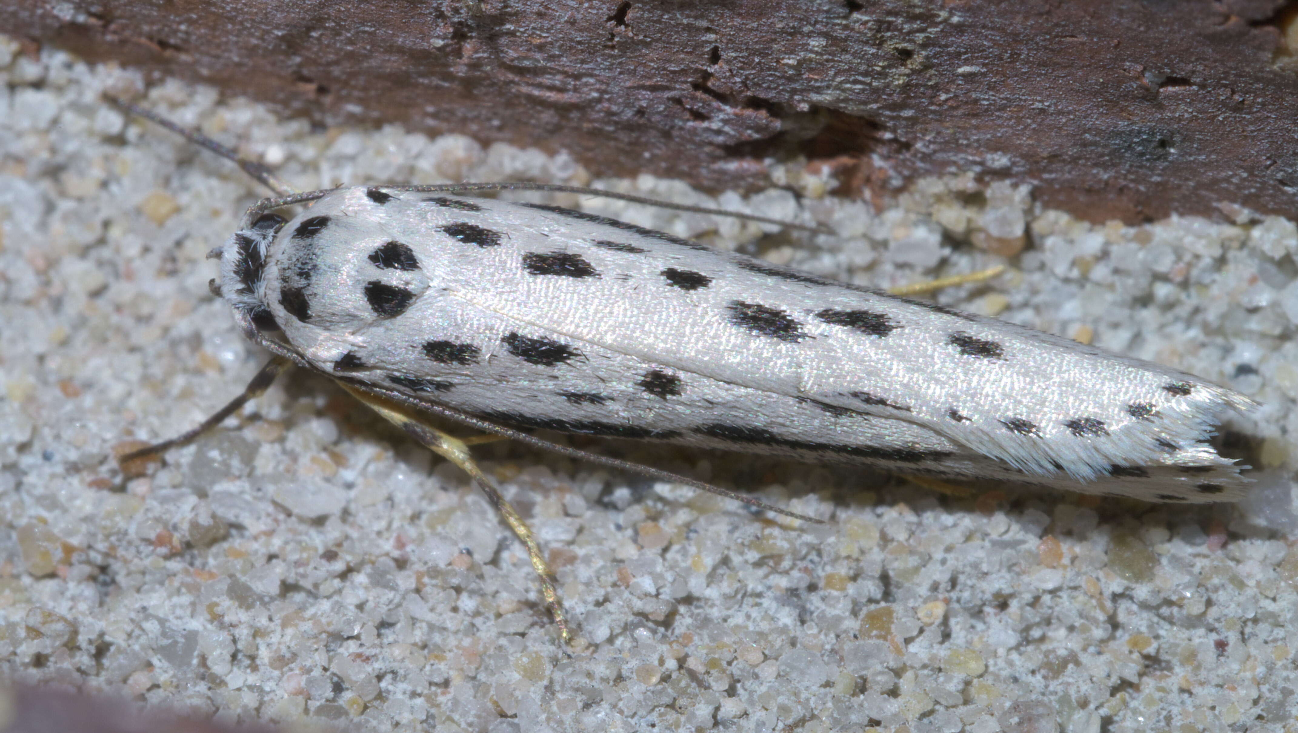 Image of Zeller's Ethmia Moth