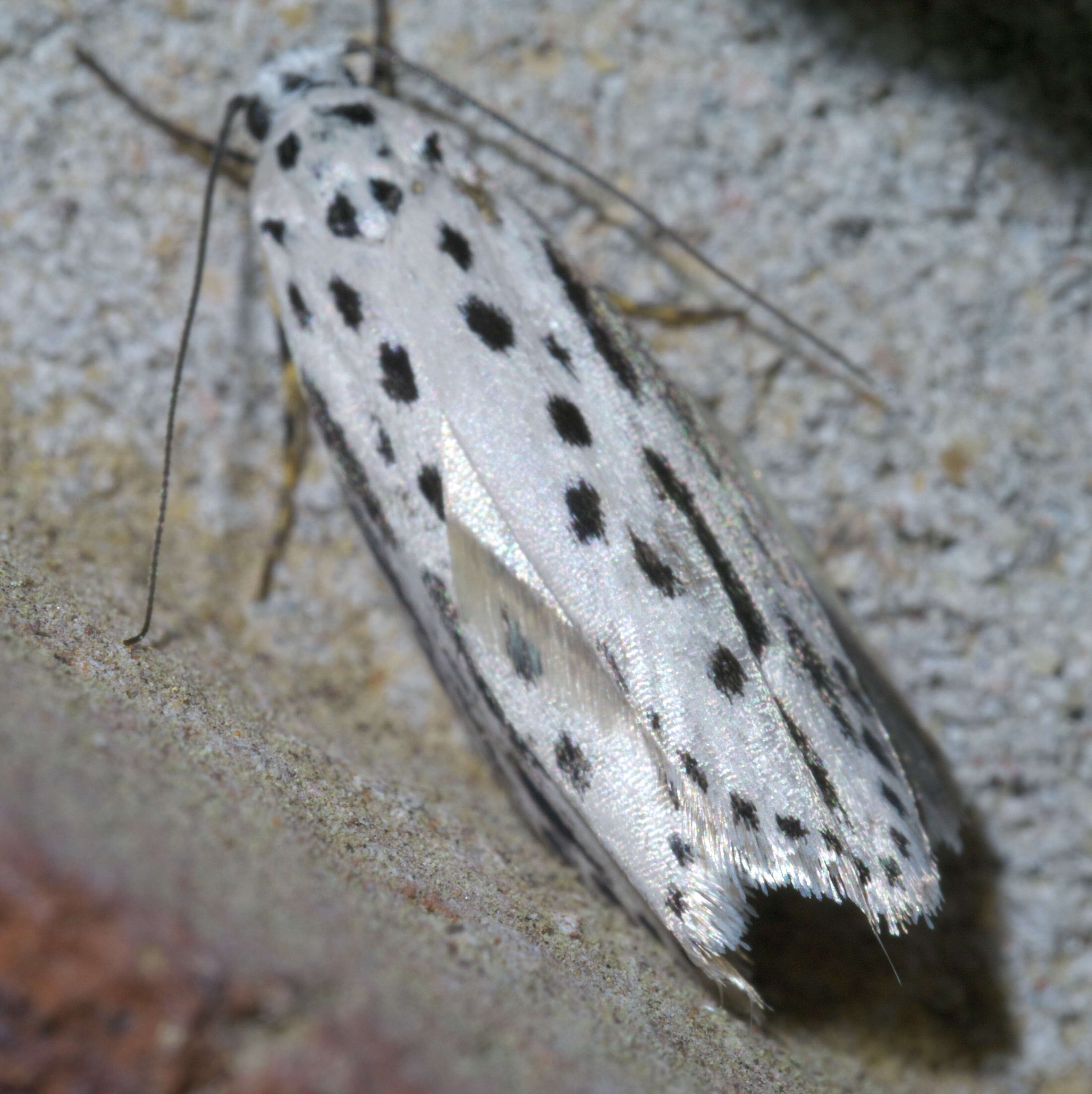 Image of Zeller's Ethmia Moth