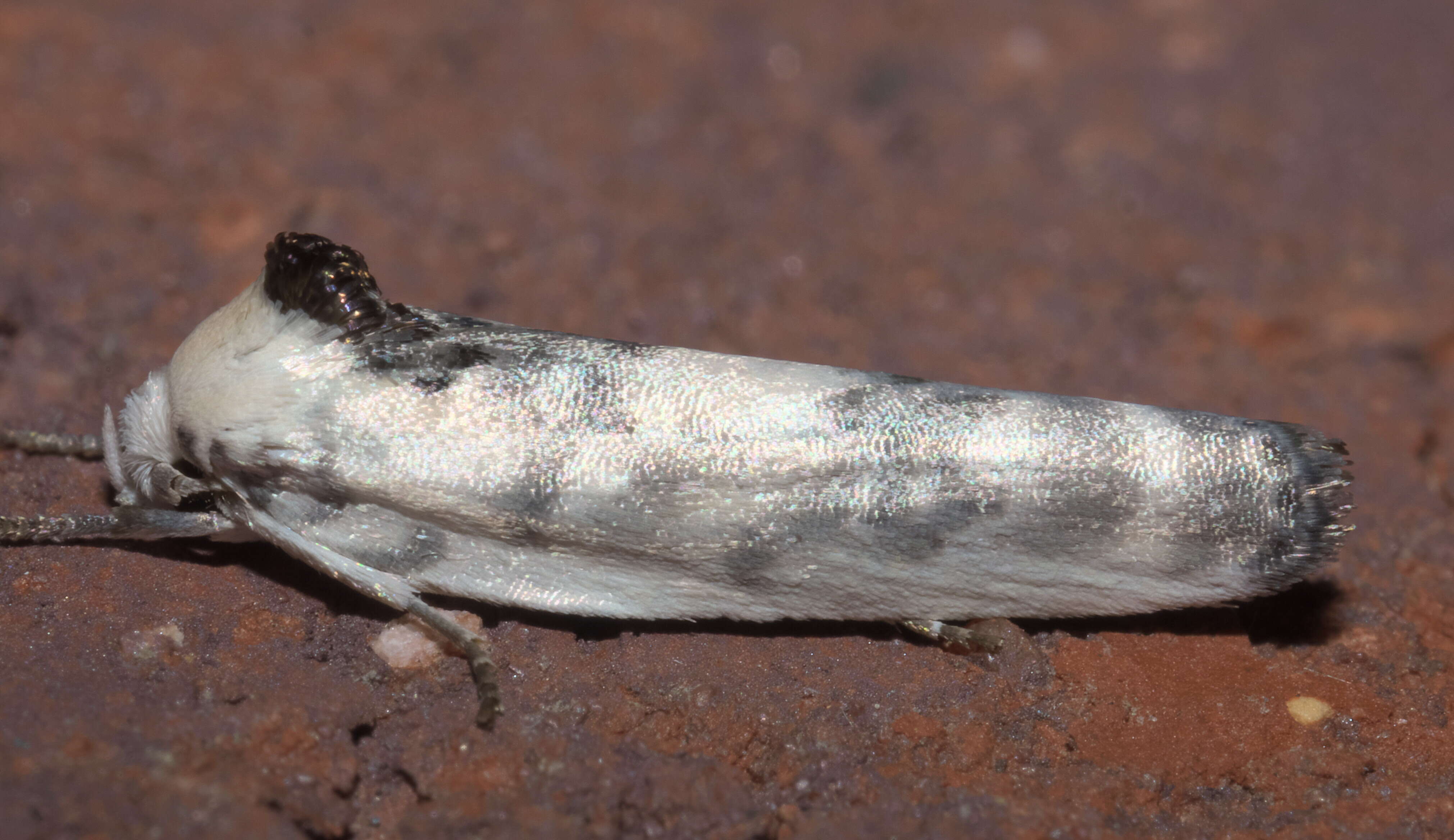 Image of Schlaeger's Fruitworm Moth