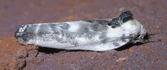 Image of Schlaeger's Fruitworm Moth