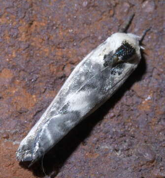 Image of Schlaeger's Fruitworm Moth