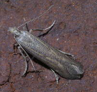 Image of Isophrictis similiella Chambers 1872