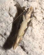 Image of Moth