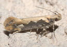 Image of Moth