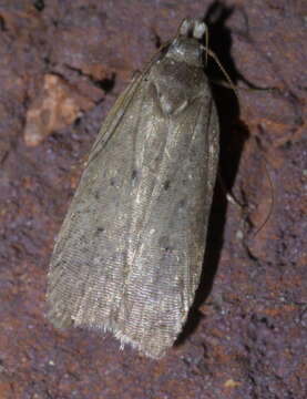 Image of Dichomeris ventrella