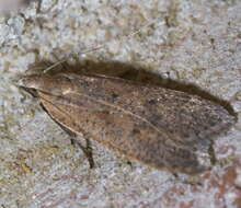 Image of Dichomeris ventrella