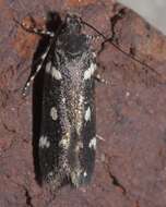 Image of Six-spotted Aroga