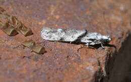 Image of Stripe-backed Moth