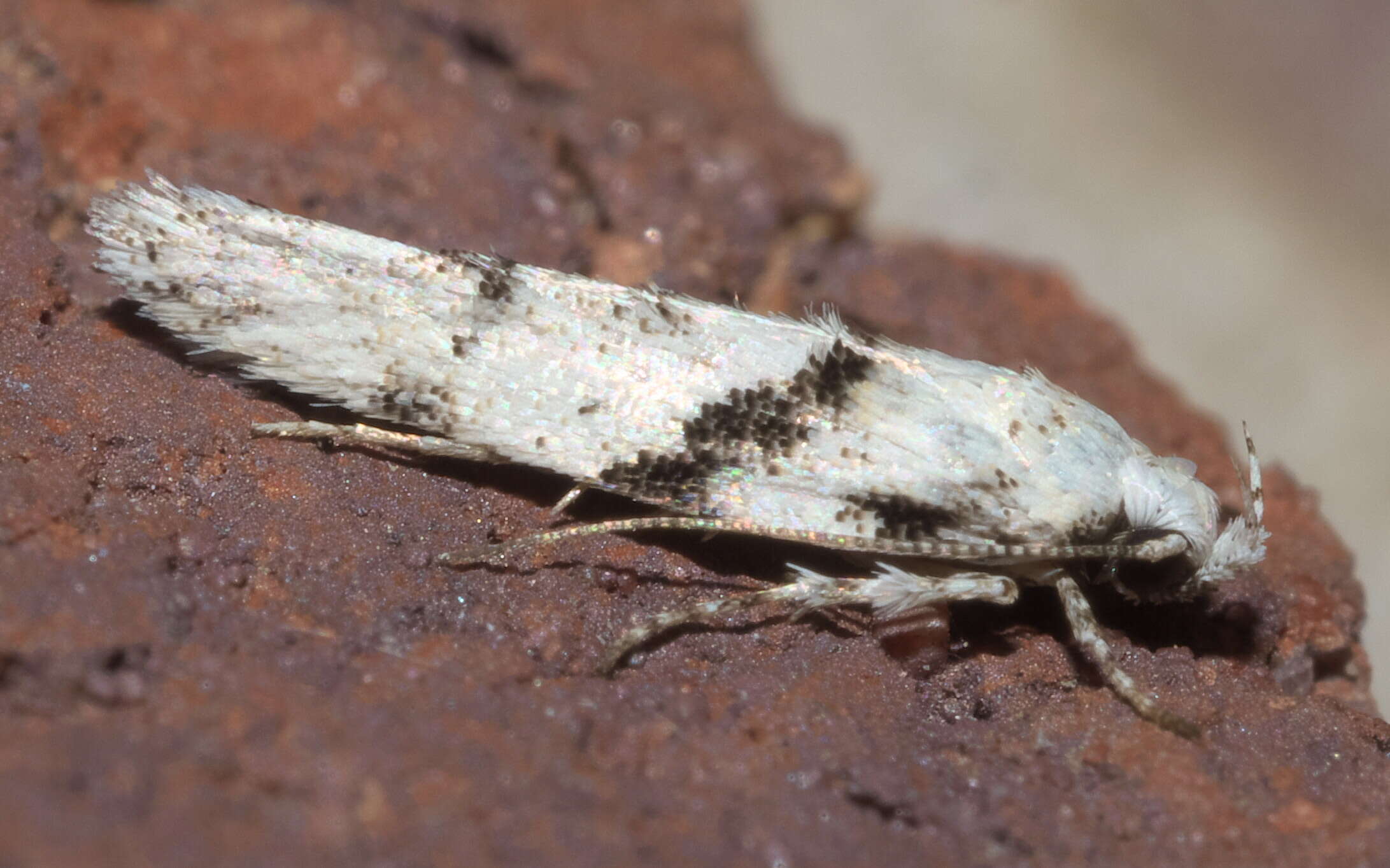 Image of Stripe-backed Moth