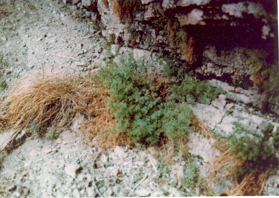 Image of Packard's wormwood